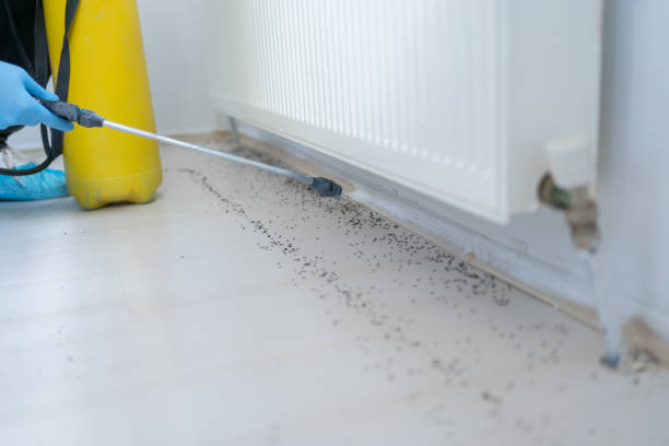 Best Ant Control Services  in Cuyahoga Falls, OH
